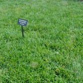 Kentucky Bluegrass